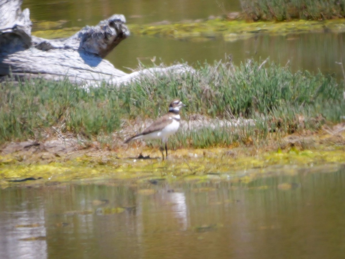 Killdeer - ML620899780