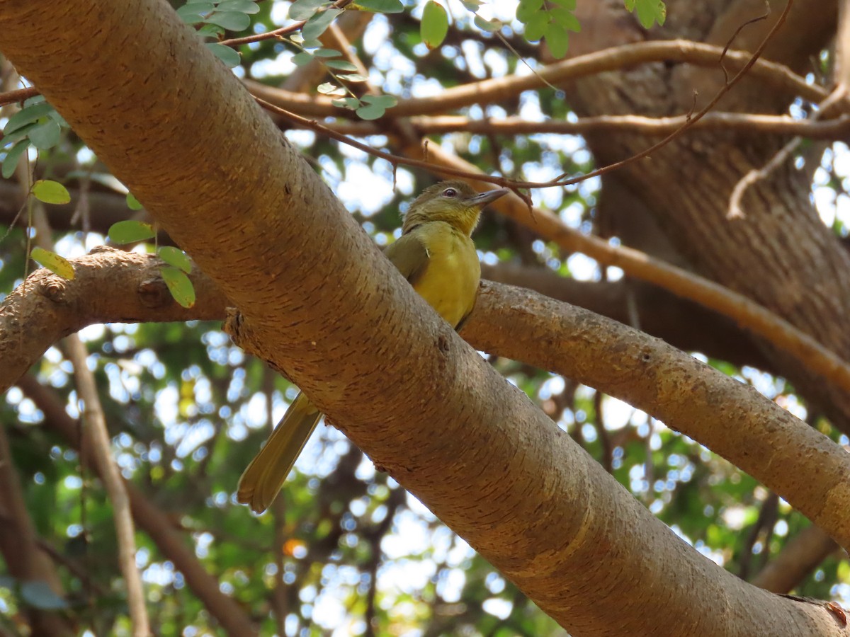 Yellow-bellied Greenbul - ML620899783