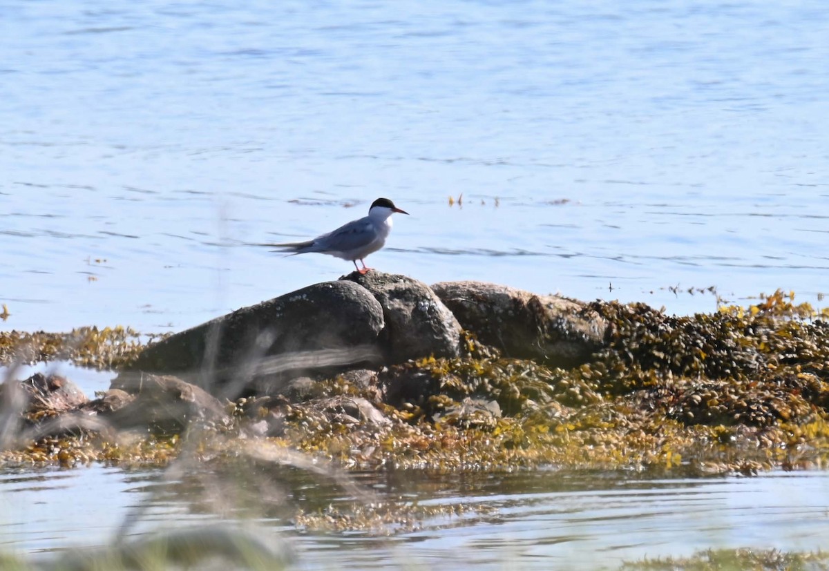 Common Tern - ML620899786