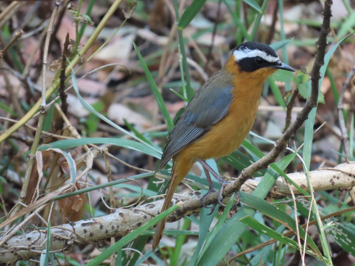 White-browed Robin-Chat - ML620899788