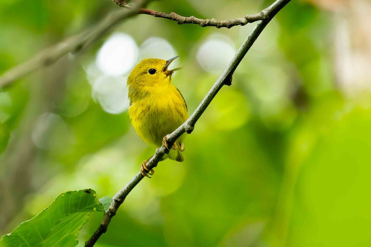 Yellow Warbler - ML620899792