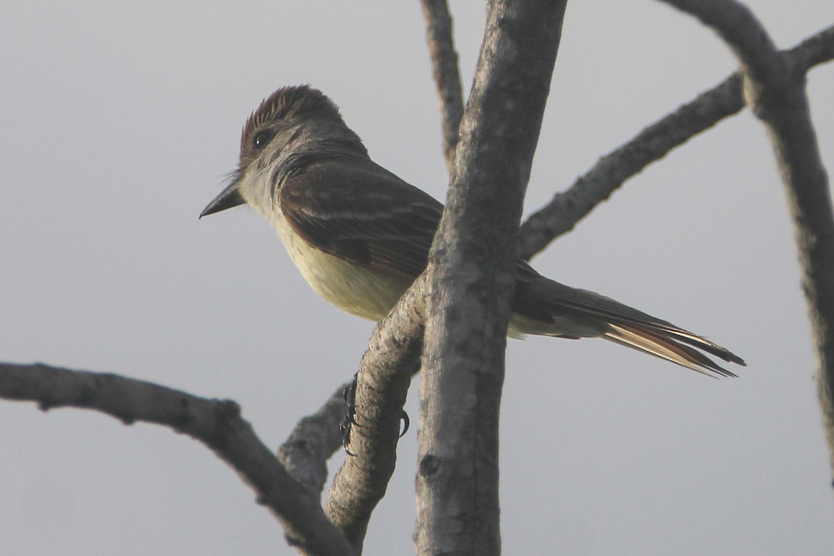 Yucatan Flycatcher - ML620899795