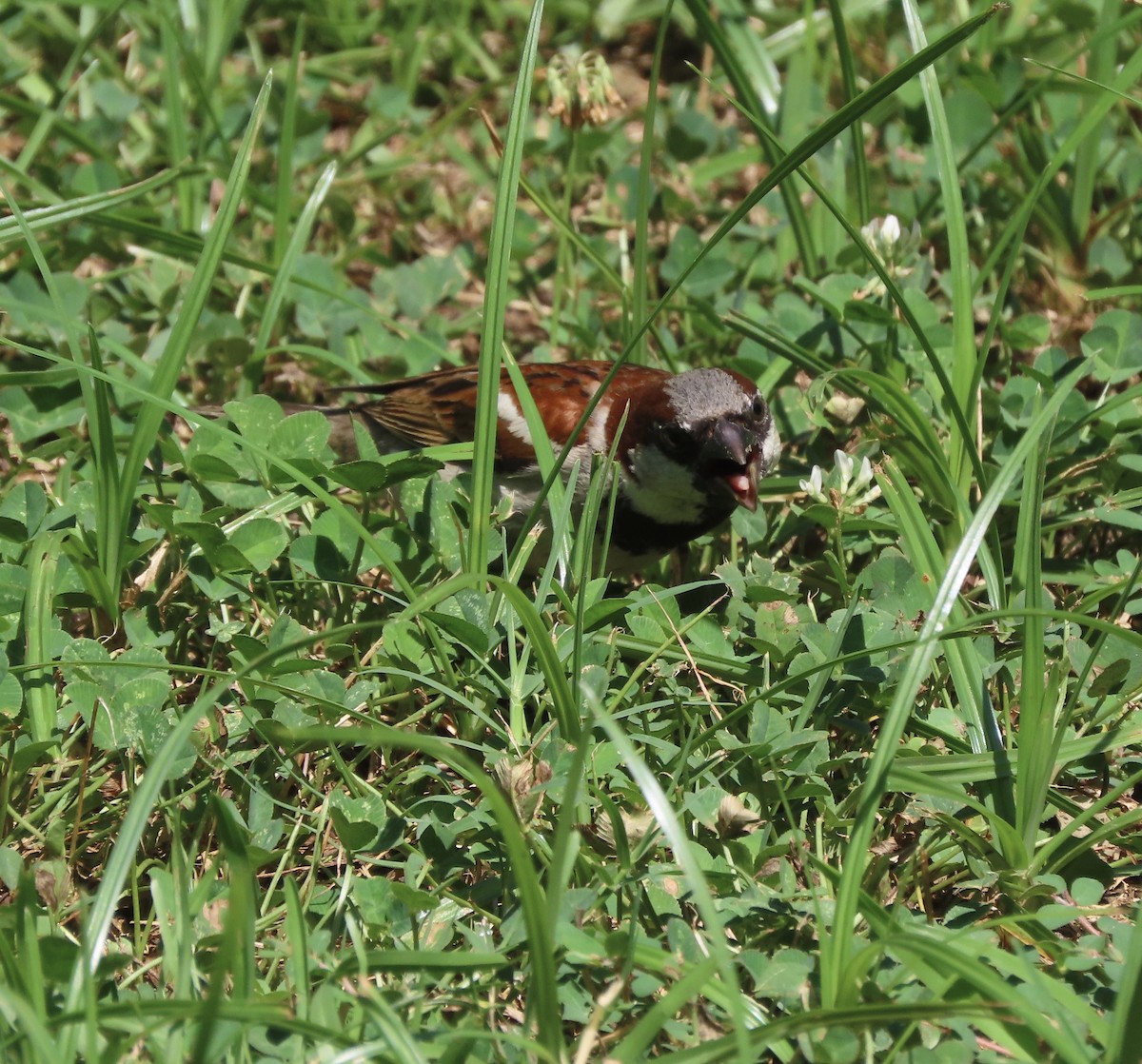 Moineau domestique - ML620899798