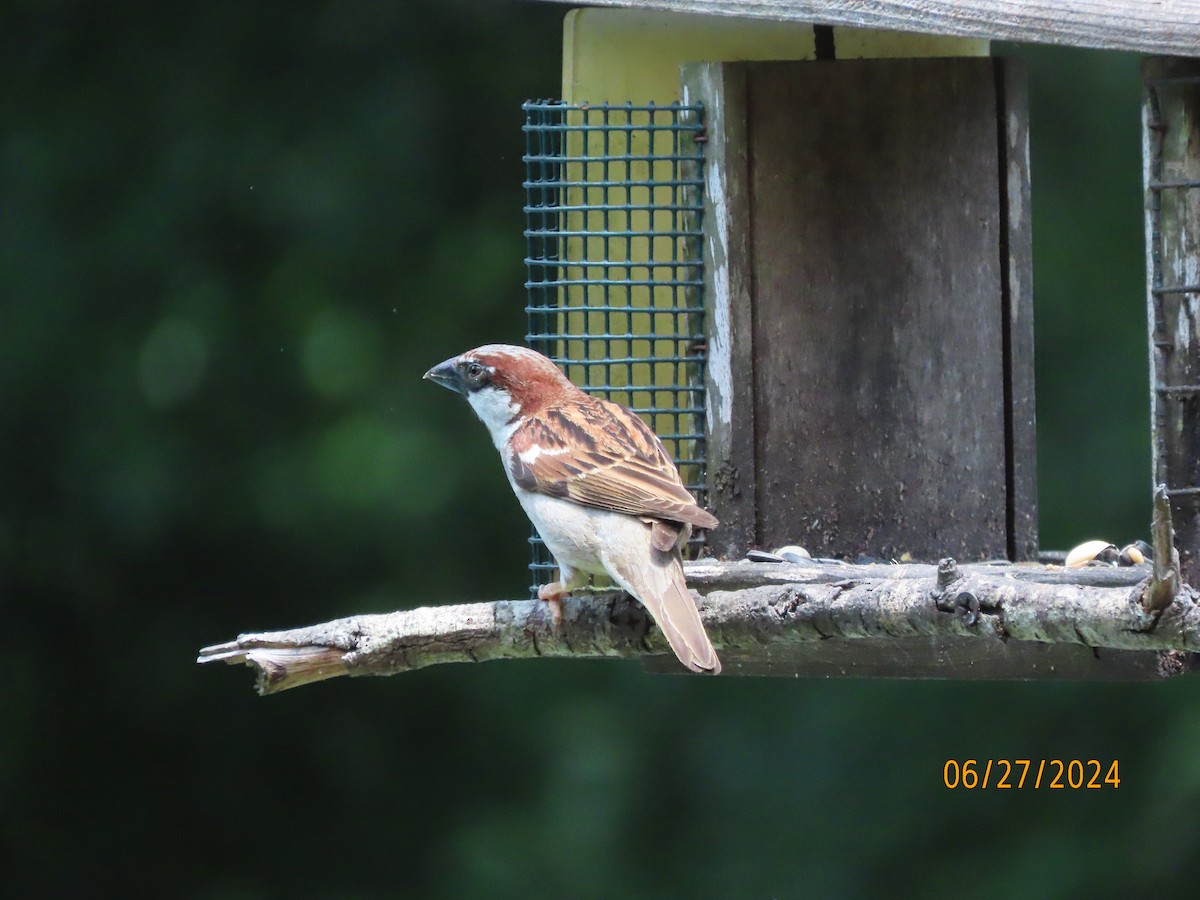 House Sparrow - ML620899799