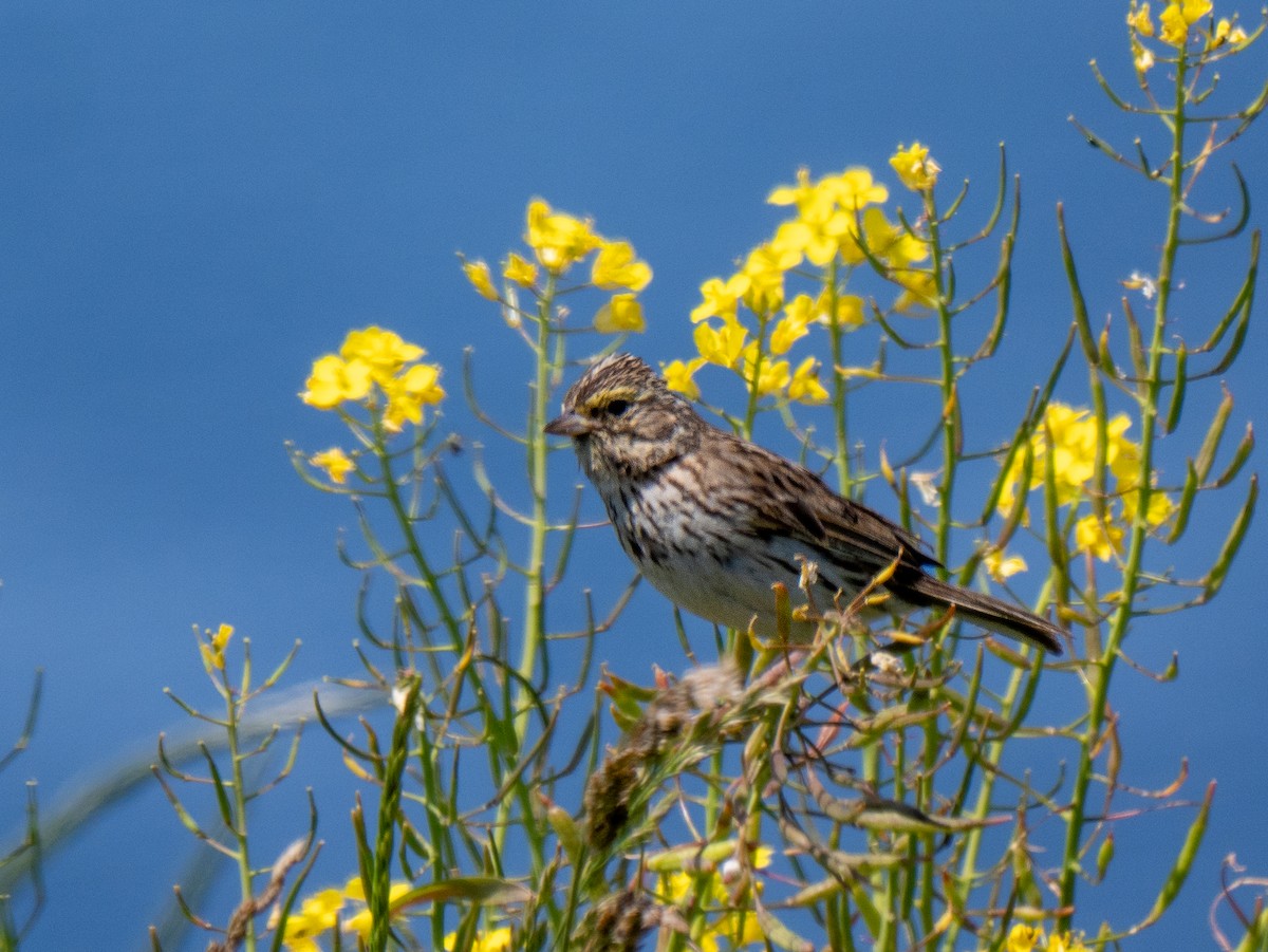 Savannah Sparrow - ML620899802