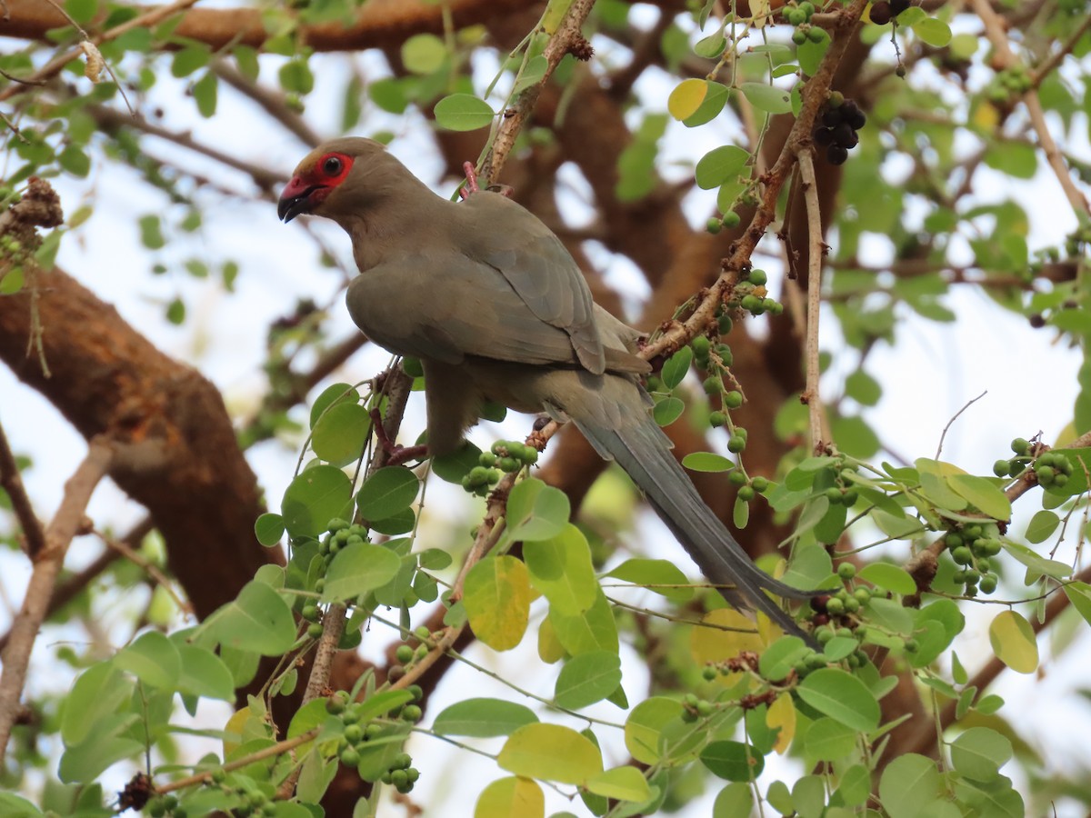 Red-faced Mousebird - ML620899803