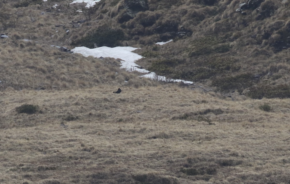 Caucasian Grouse - ML620899809