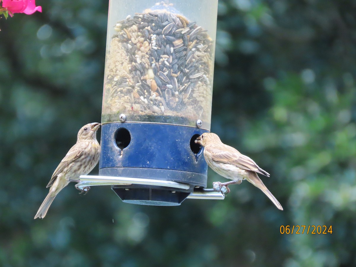 House Finch - ML620899820