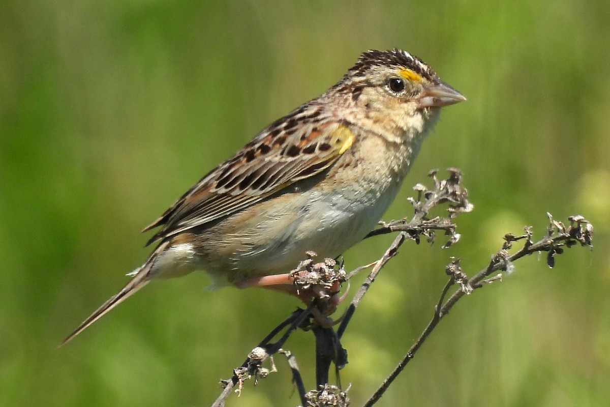 Grasshopper Sparrow - ML620899822