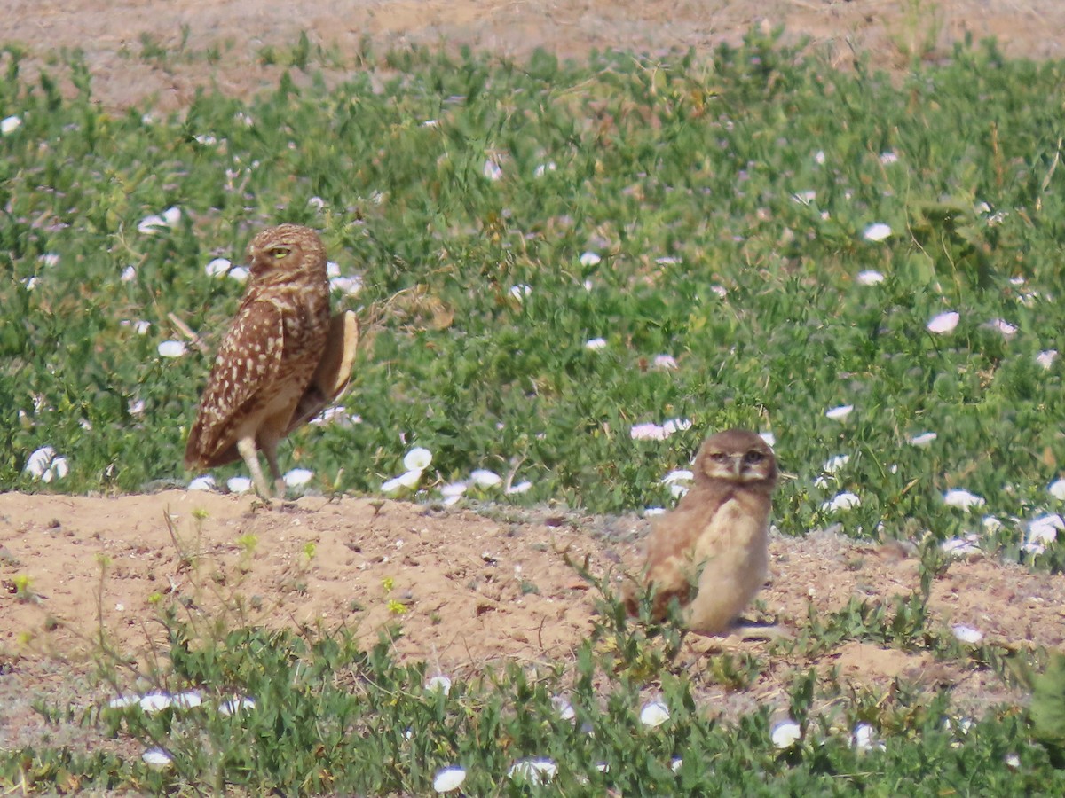 Burrowing Owl - ML620899825