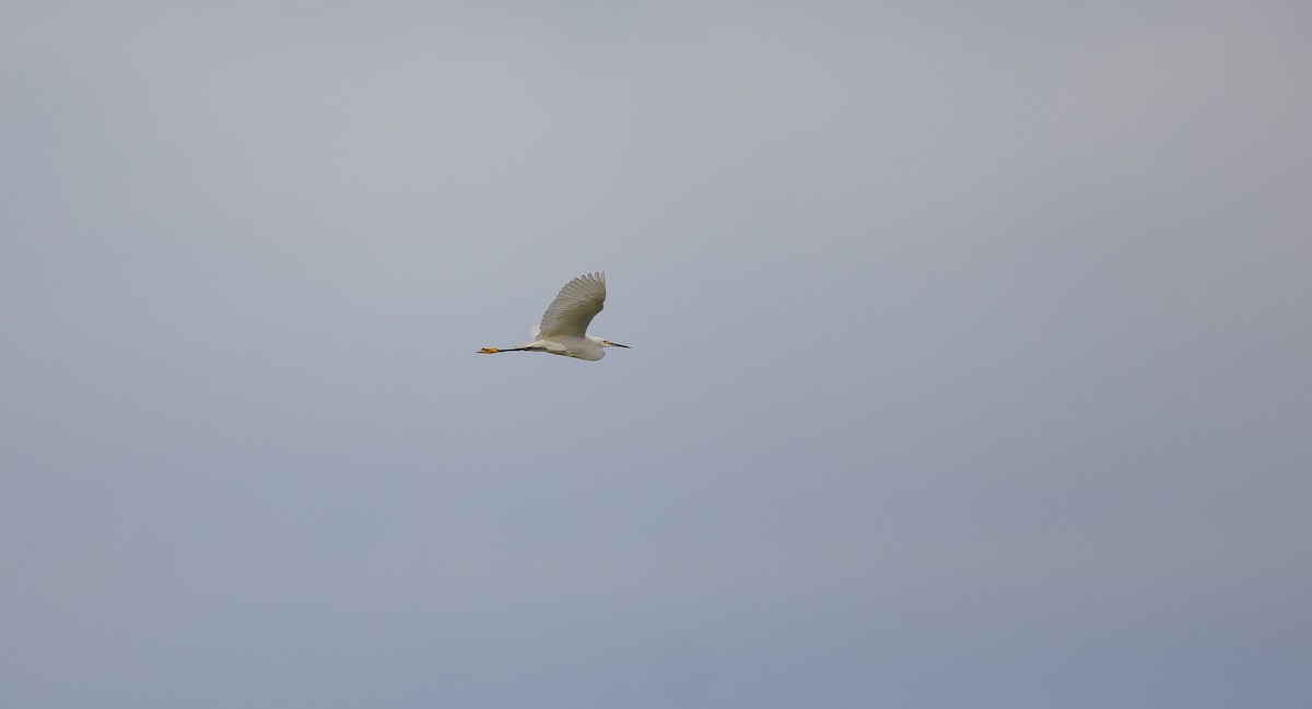 Snowy Egret - ML620899826