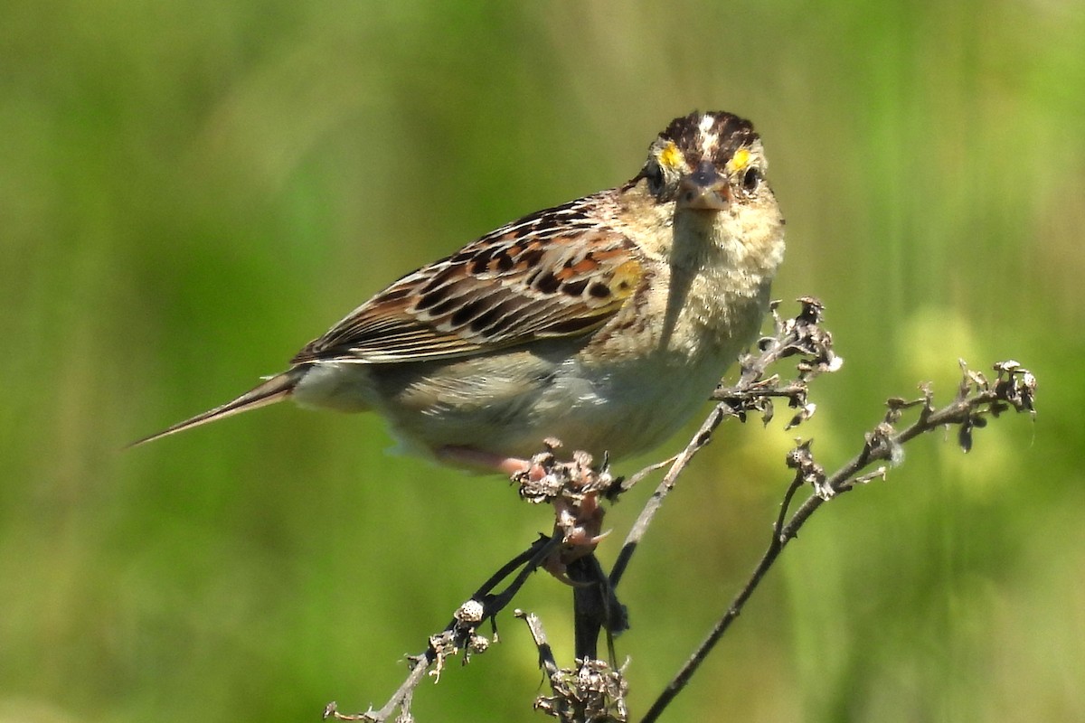 Grasshopper Sparrow - ML620899828