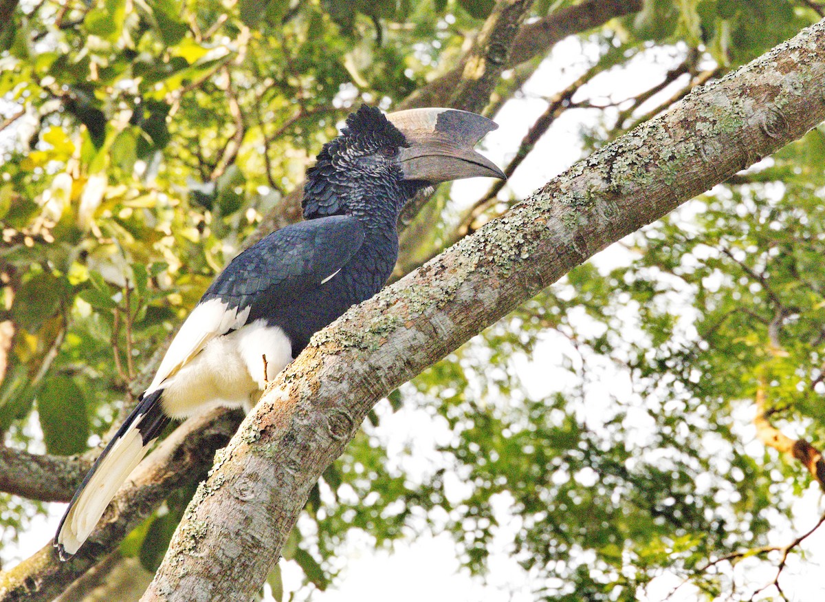 Black-and-white-casqued Hornbill - ML620899832