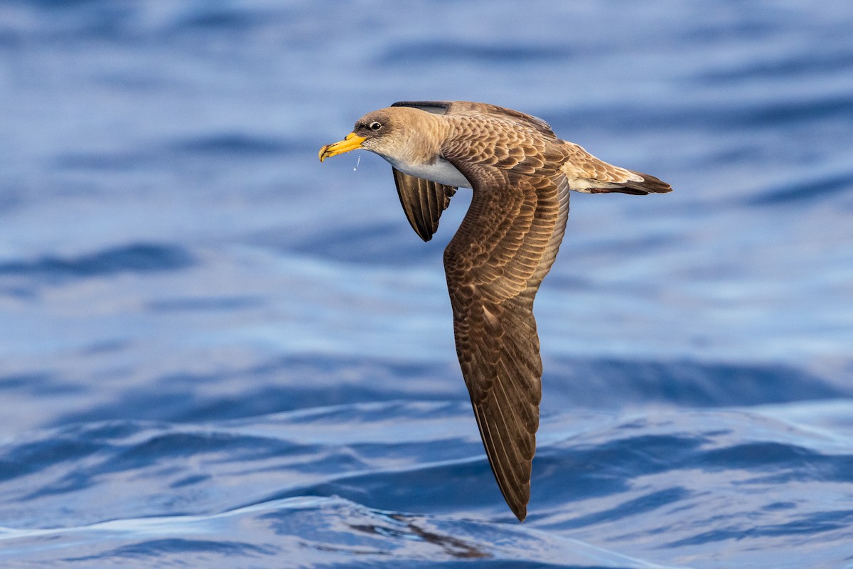 Cory's Shearwater (borealis) - ML620899833