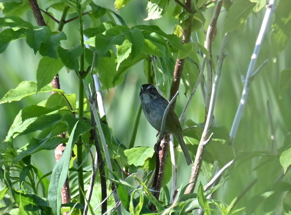 Swamp Sparrow - ML620899835