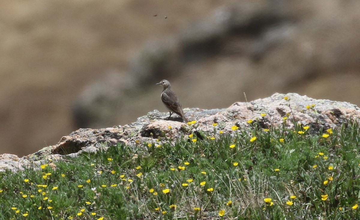 Pipit d'Amérique - ML620899837