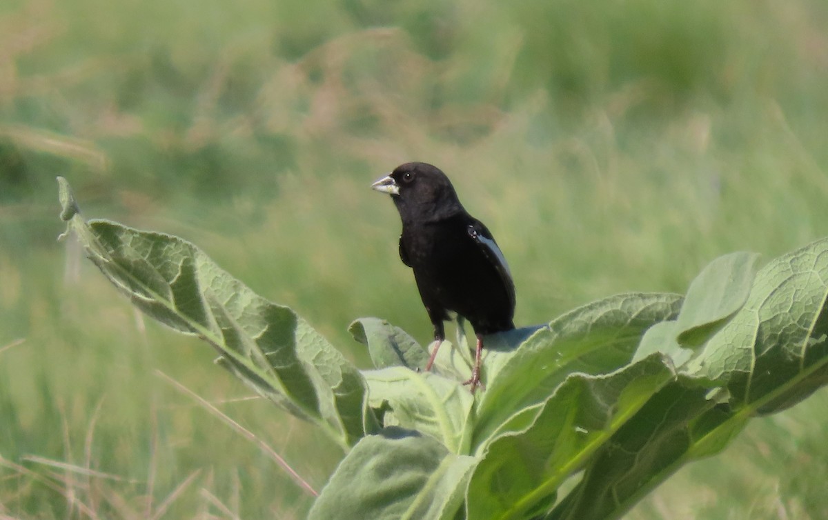 Lark Bunting - Karen Drozda