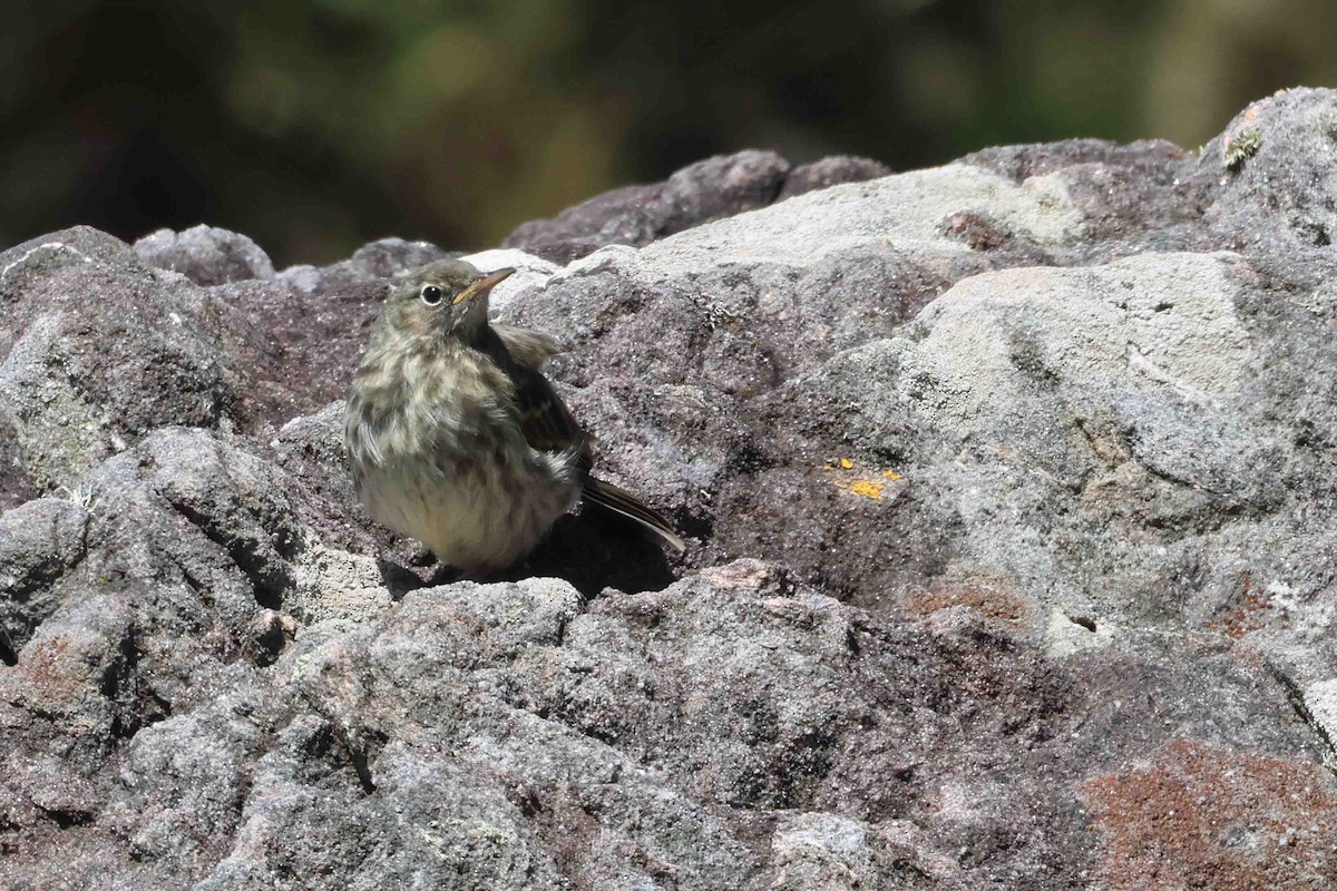 Rock Pipit - ML620899839