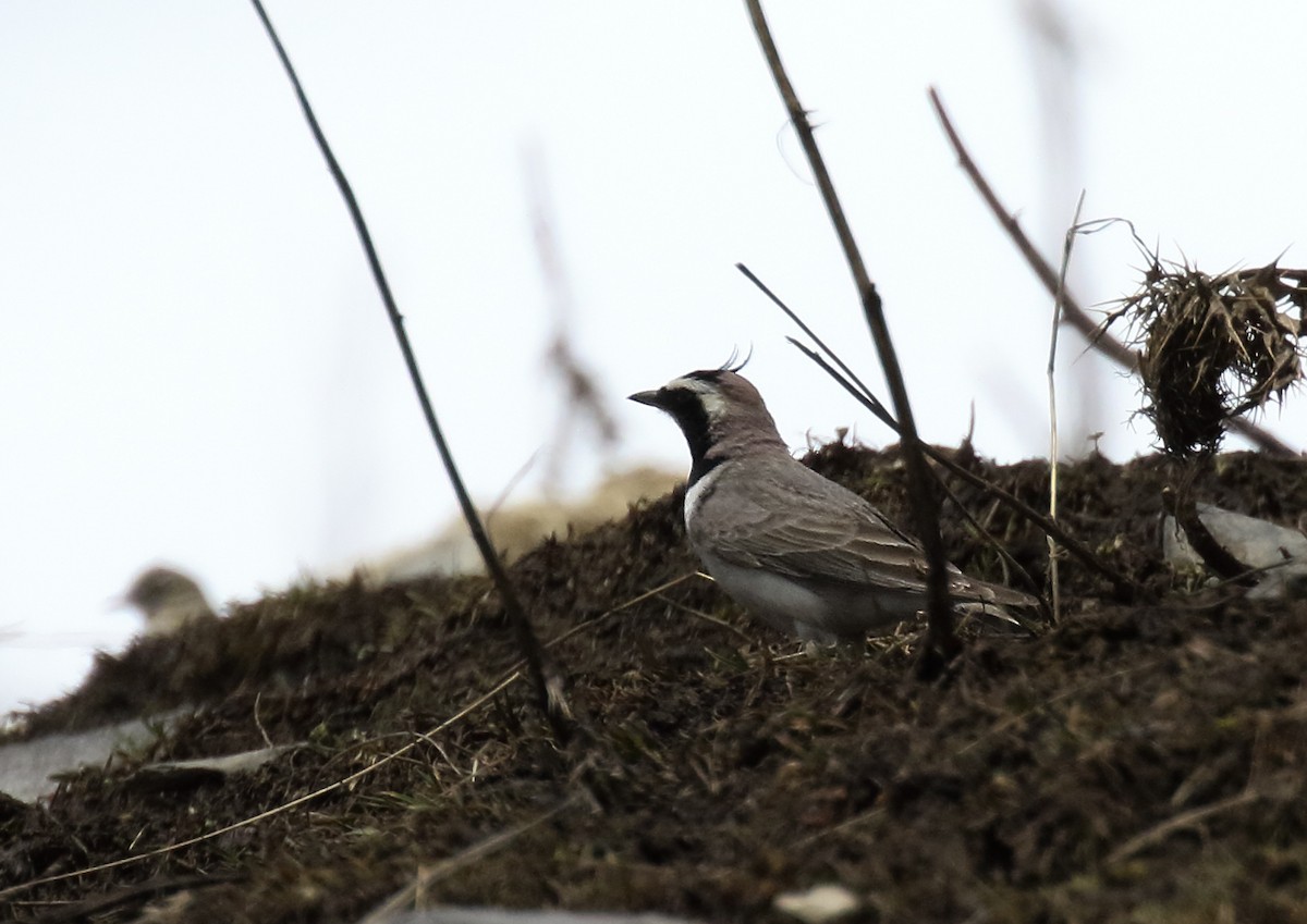 Horned Lark - ML620899840