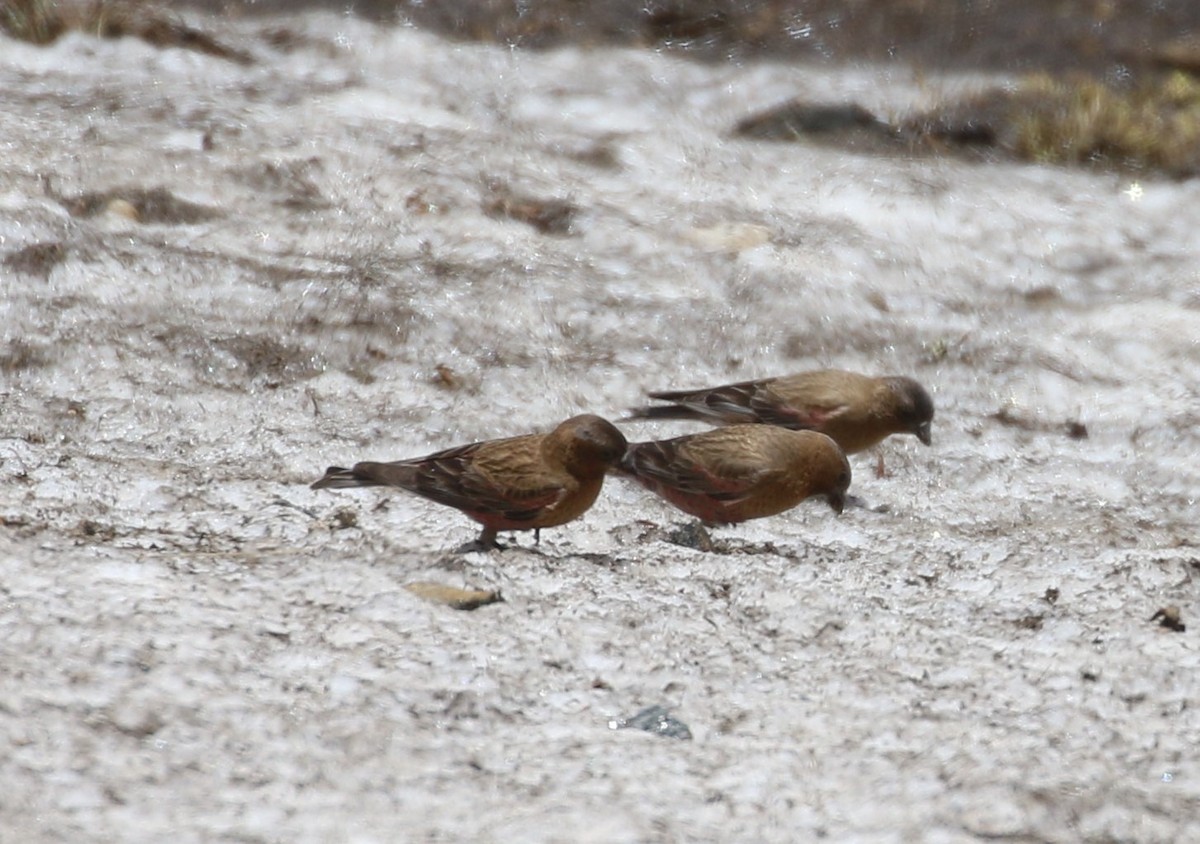 Brown-capped Rosy-Finch - Don Coons