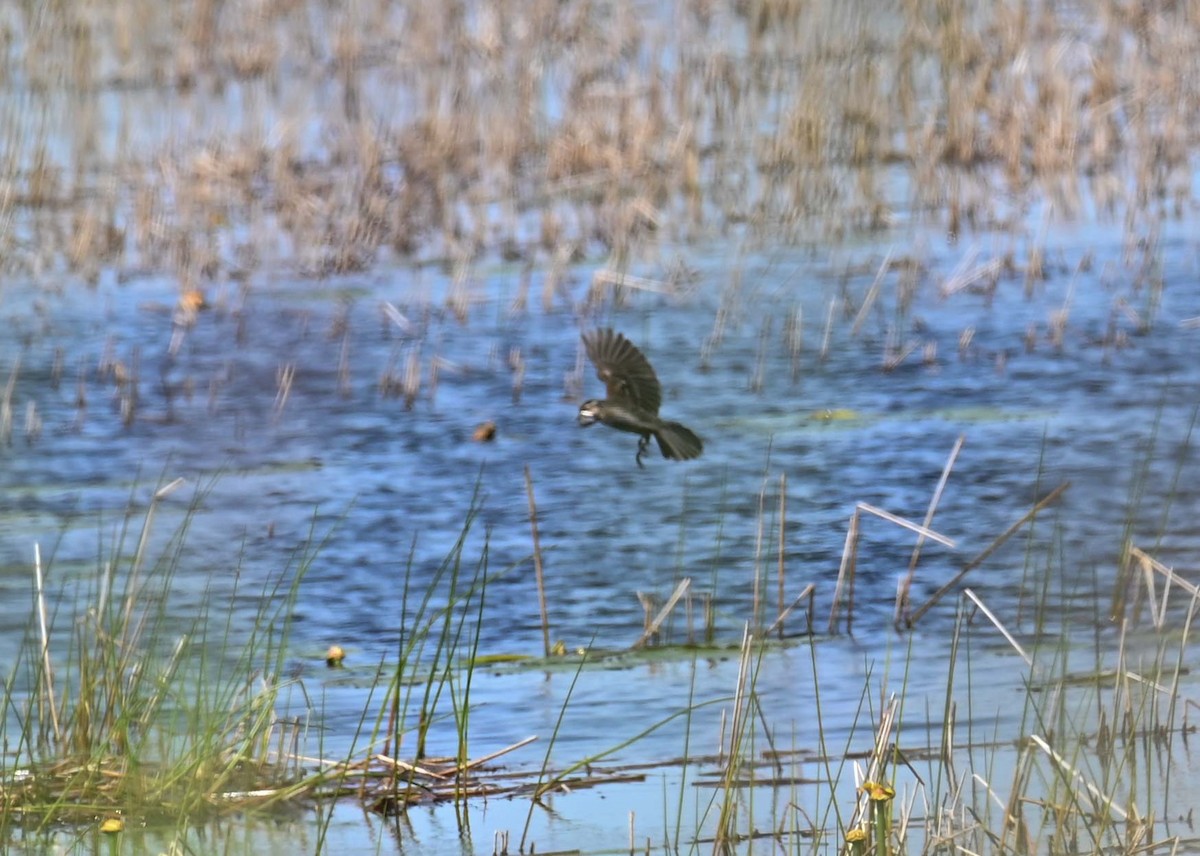 Red-winged Blackbird - ML620899842