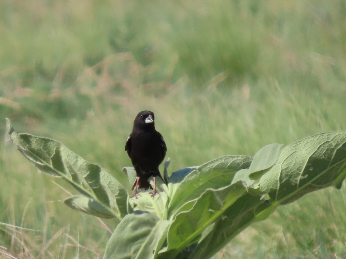 Lark Bunting - ML620899844