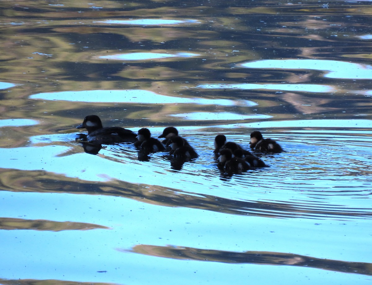 Bufflehead - ML620899845