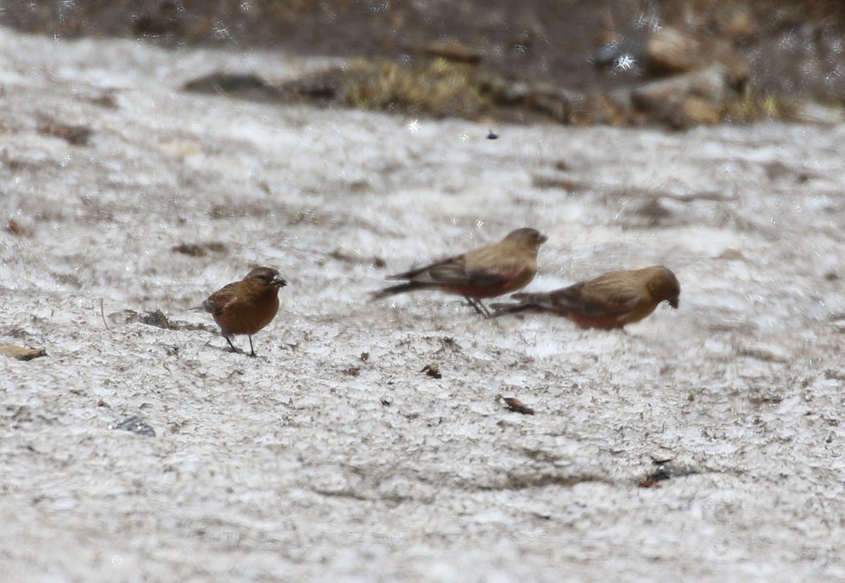 Brown-capped Rosy-Finch - ML620899846