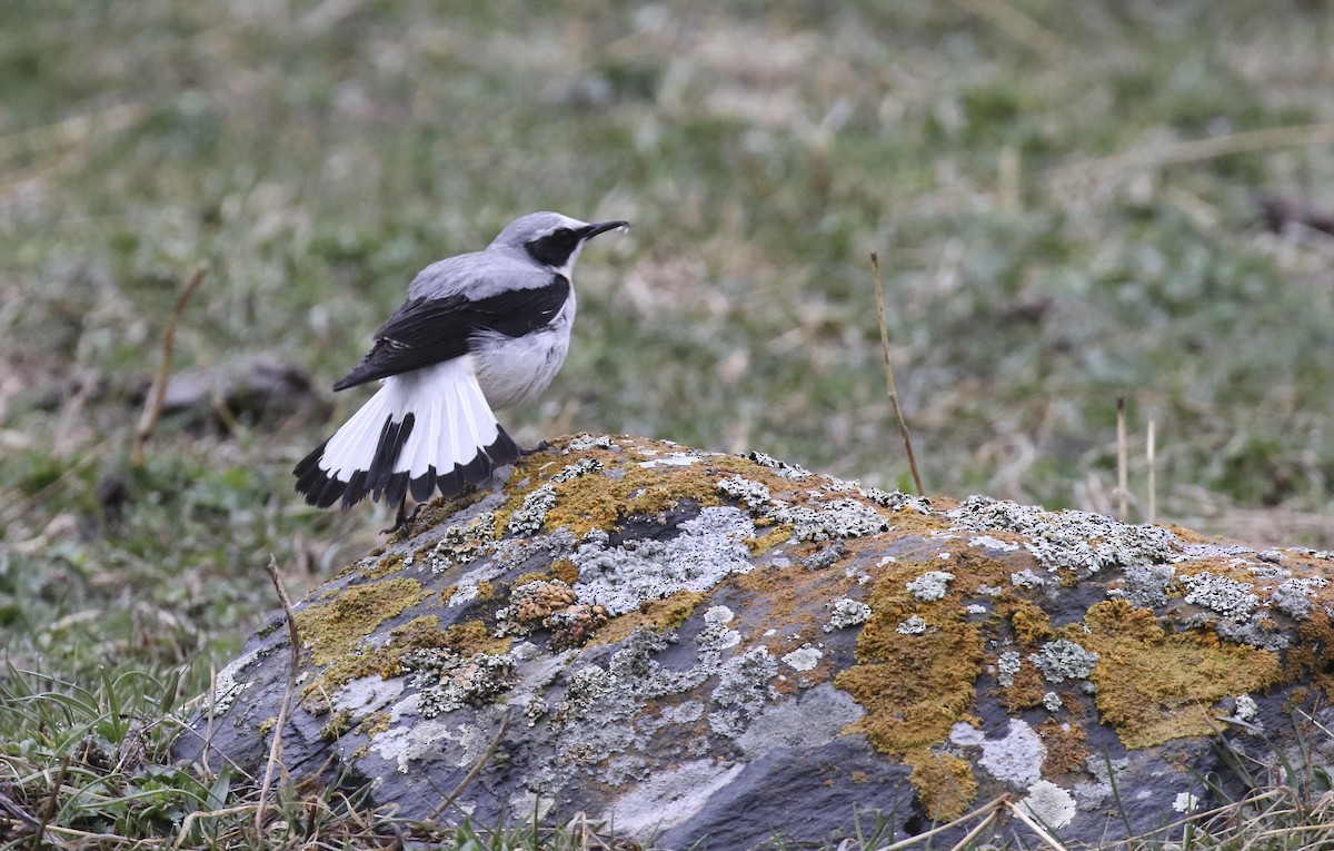 Northern Wheatear - ML620899847