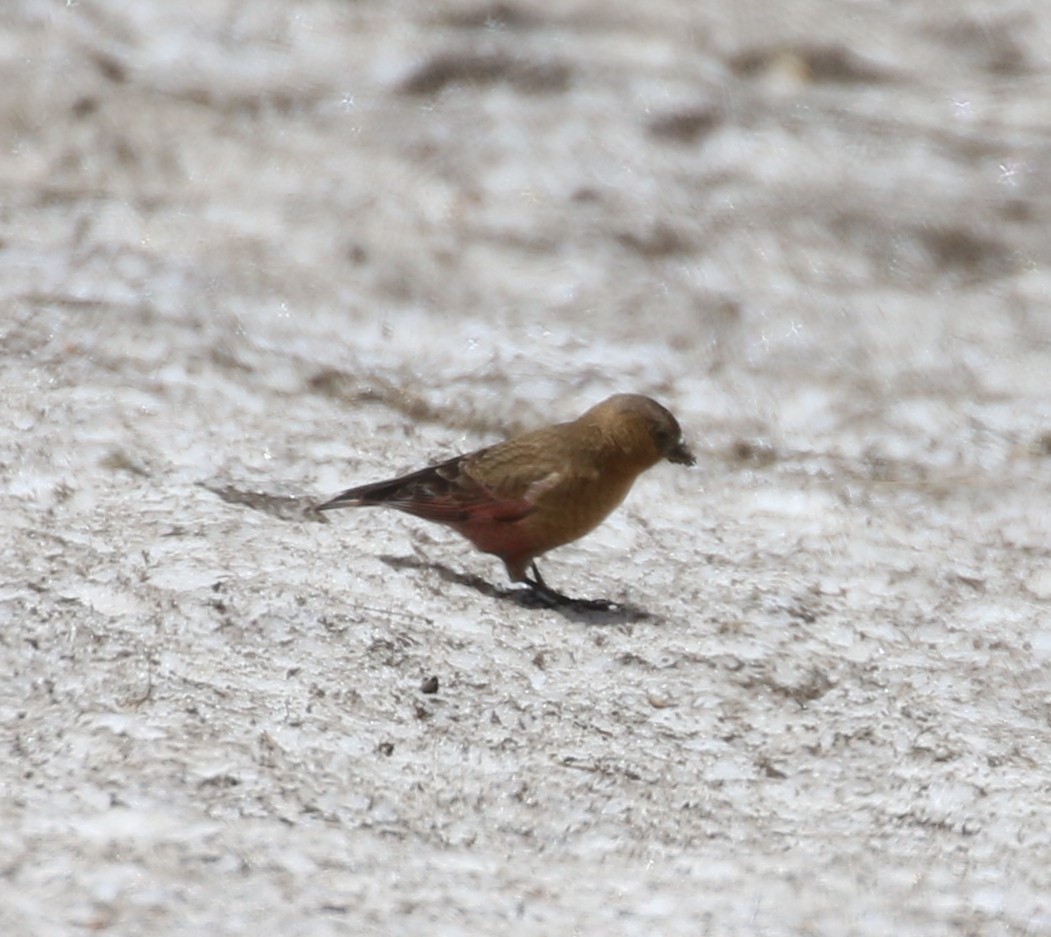 Brown-capped Rosy-Finch - ML620899849