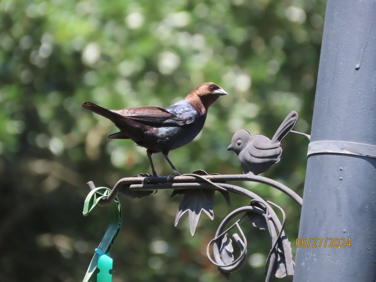 Brown-headed Cowbird - ML620899854