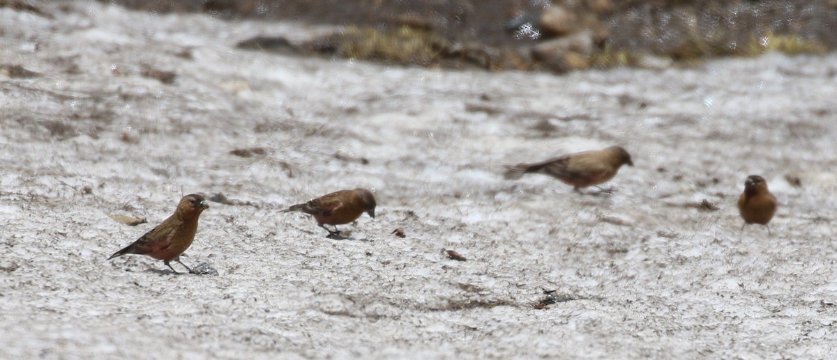 Brown-capped Rosy-Finch - ML620899855
