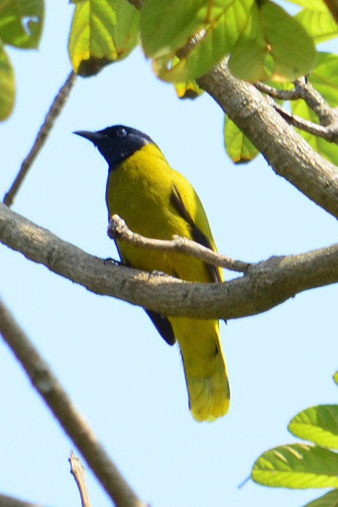 Bulbul cap-nègre - ML620899857