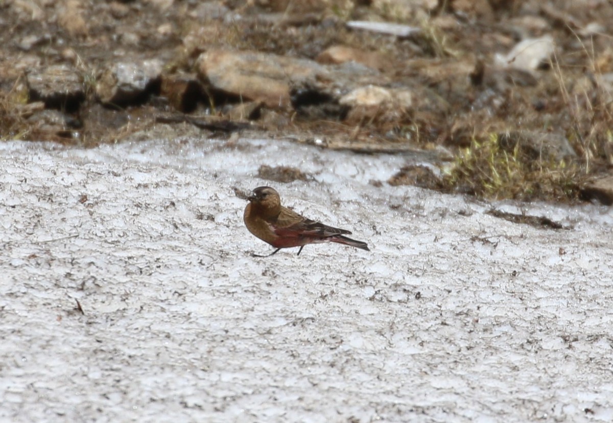 Brown-capped Rosy-Finch - ML620899859