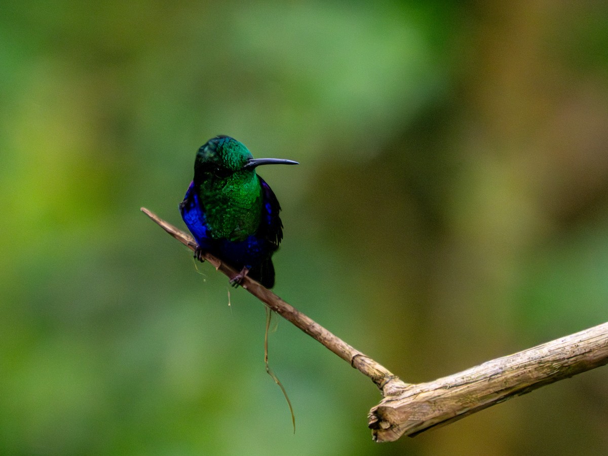 Crowned Woodnymph (Green-crowned) - Tony Doty