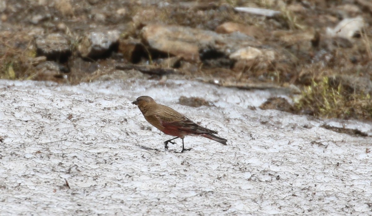 Brown-capped Rosy-Finch - ML620899862