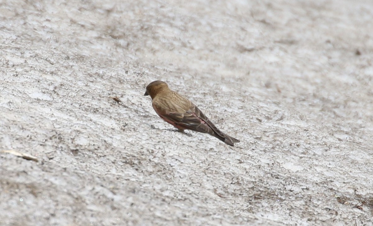 Brown-capped Rosy-Finch - ML620899870
