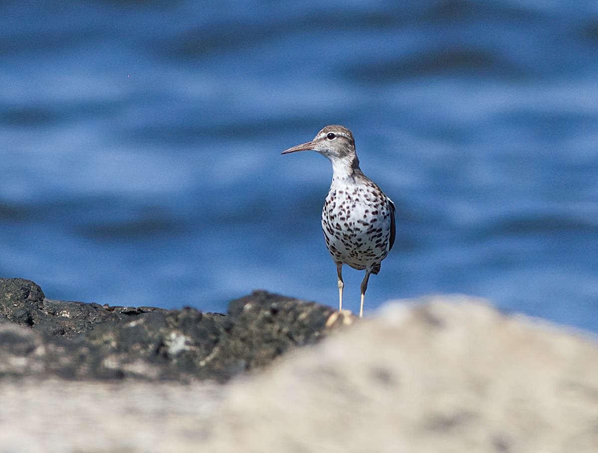 Spotted Sandpiper - ML620899871