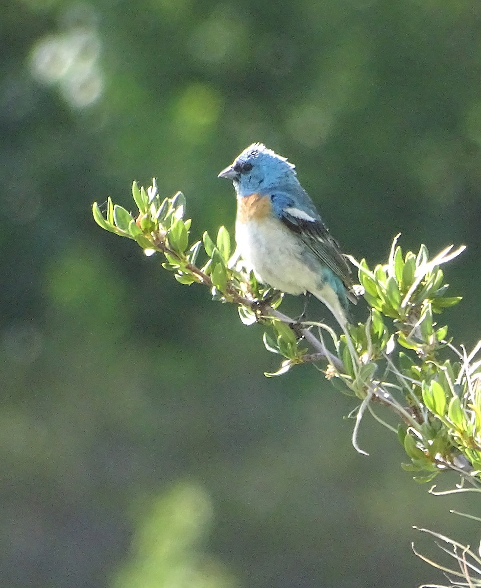 Lazuli Bunting - ML620899875