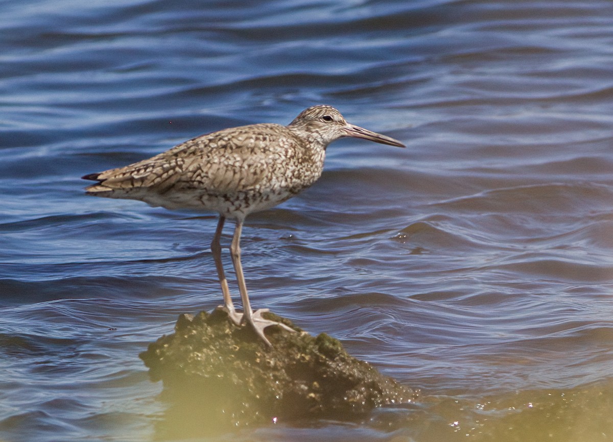 Willet - ML620899876