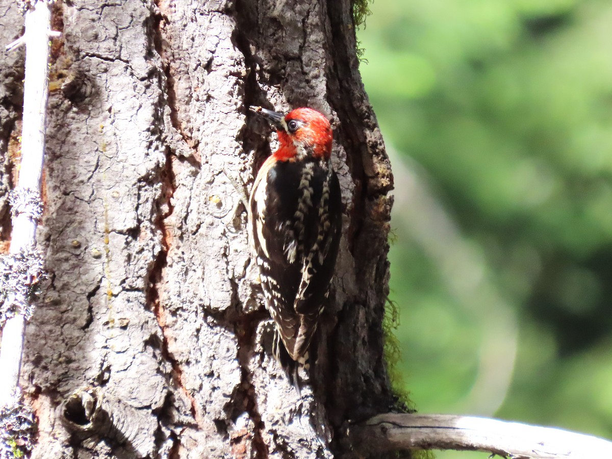 Red-breasted Sapsucker - ML620899877