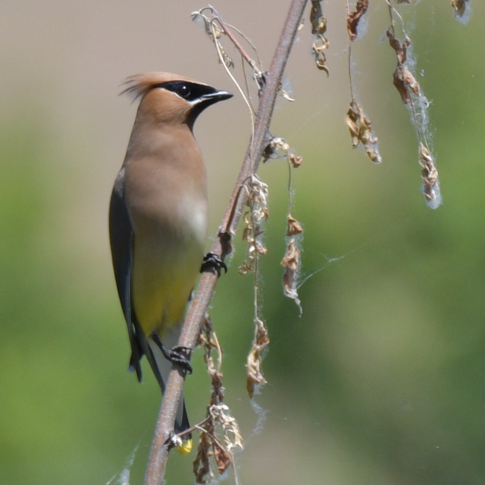 Cedar Waxwing - ML620899878