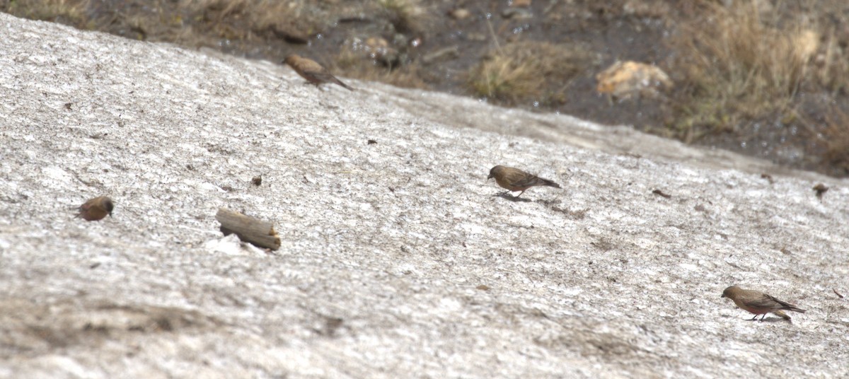 Brown-capped Rosy-Finch - ML620899880