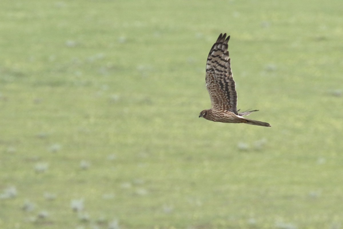 Montagu's Harrier - ML620899881