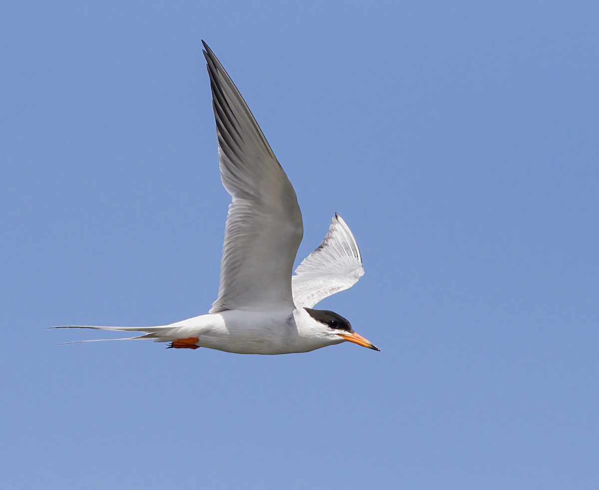 Forster's Tern - ML620899882