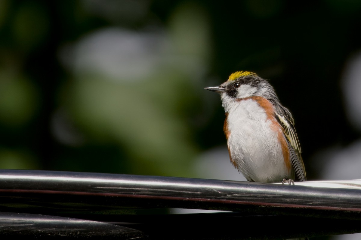 Chestnut-sided Warbler - ML620899883