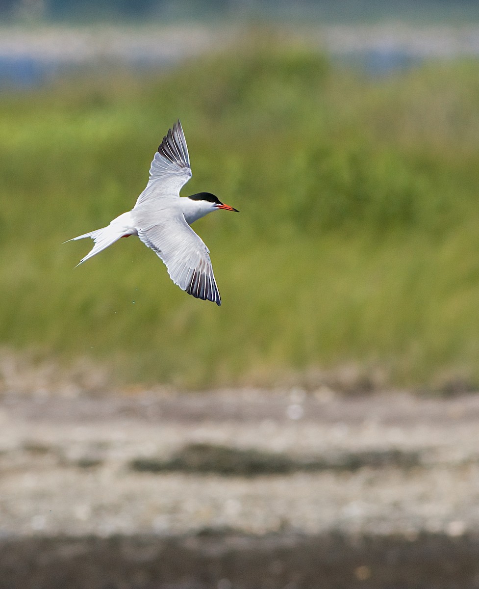 Common Tern - ML620899886