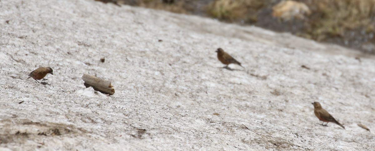 Brown-capped Rosy-Finch - ML620899887