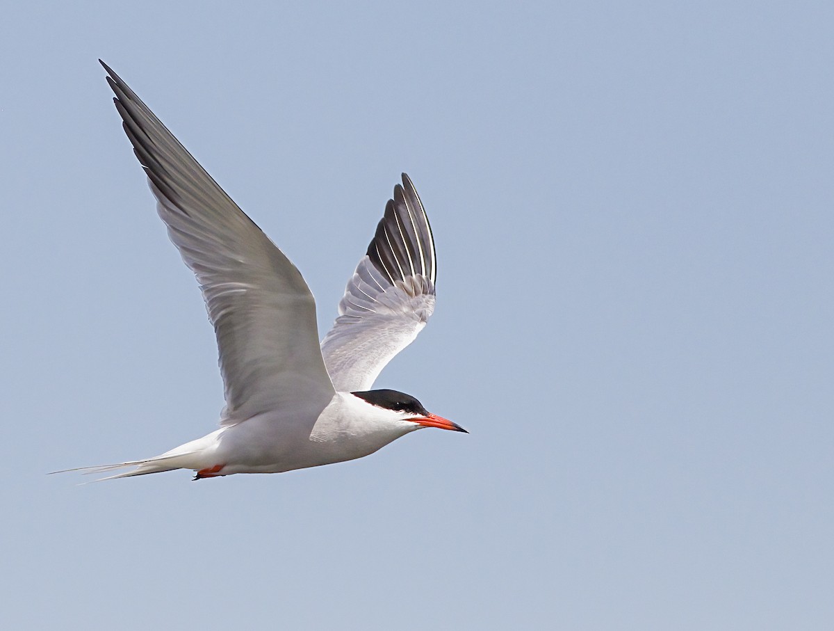 Common Tern - ML620899891
