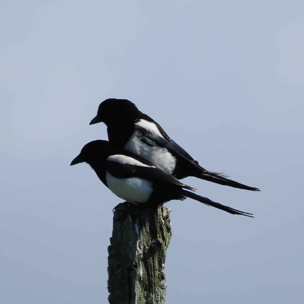 Eurasian Magpie - ML620899892